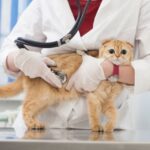 国内５２年ぶり　愛媛・今治に岡山理科大七つ目の学部「獣医学部」開設