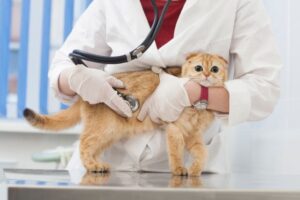 国内５２年ぶり　愛媛・今治に岡山理科大七つ目の学部「獣医学部」開設