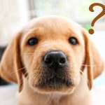 獣医学部はどんなことするの？
