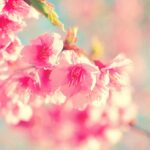 医学部合格