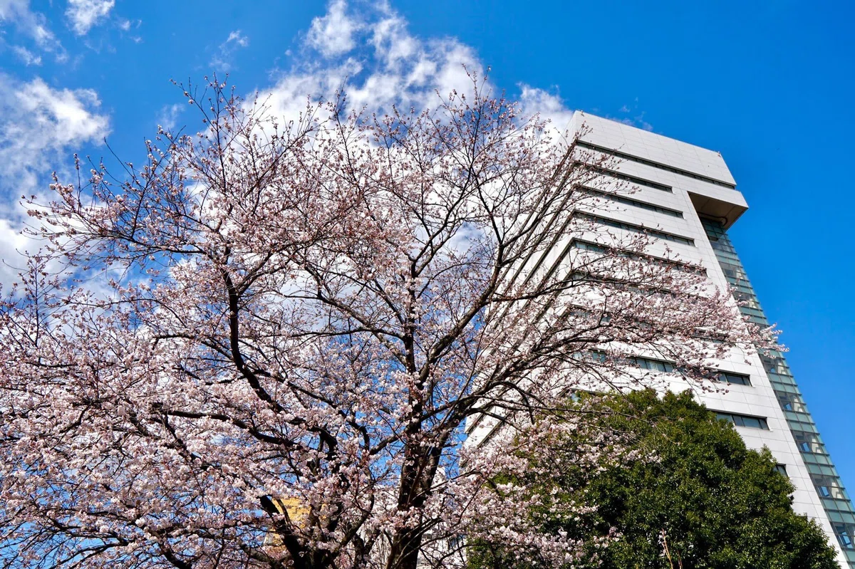 自治医科大学の春の様子